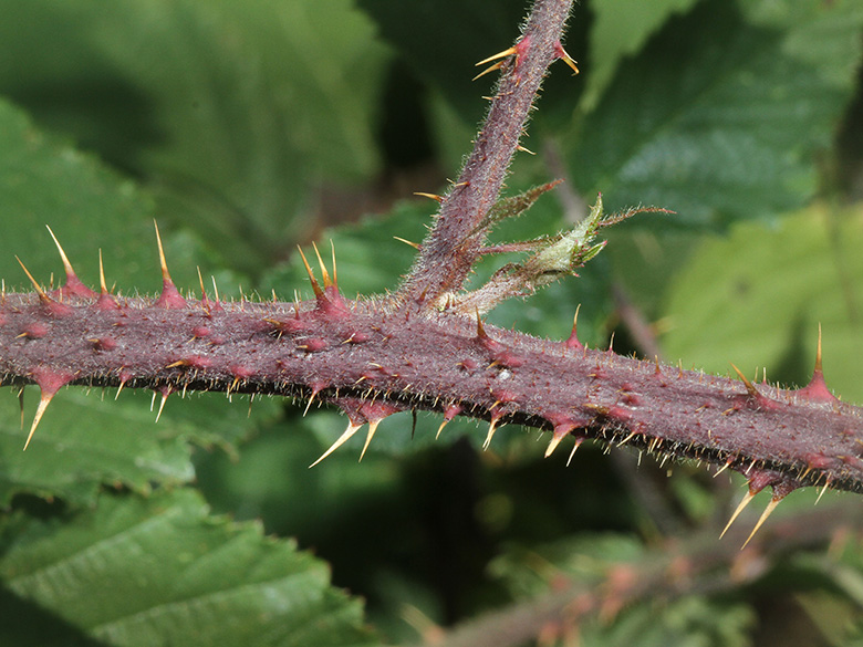 Rubus asperidens