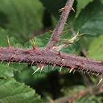 Rubus asperidens - Rauzähnige Brombeere