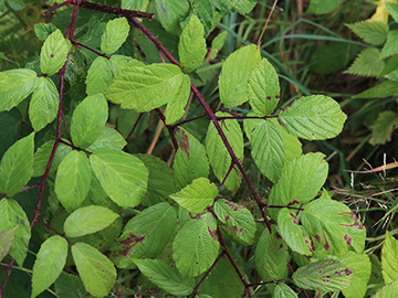 Rubus atrovinosus