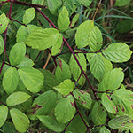Rubus atrovinosus - Schwarzrotdrüsige Brombeere