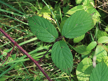 Rubus atrovinosus