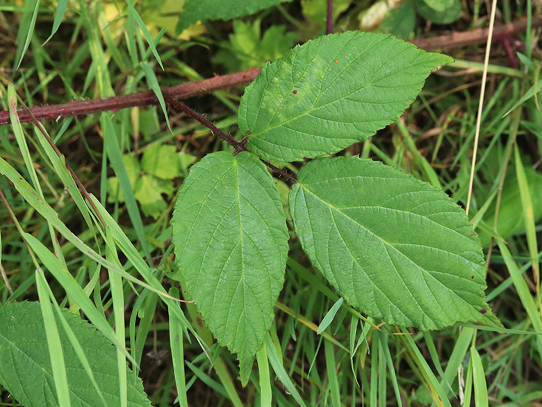 Rubus atrovinosus