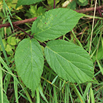 Rubus atrovinosus - Schwarzrotdrüsige Brombeere