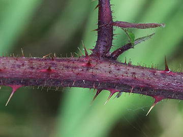 Rubus atrovinosus