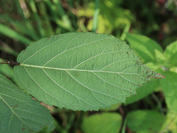 Rubus atrovinosus