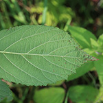 Rubus atrovinosus - Schwarzrotdrüsige Brombeere
