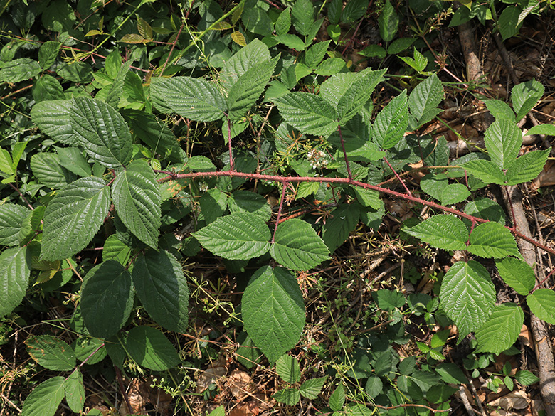 Rubus atrovinosus
