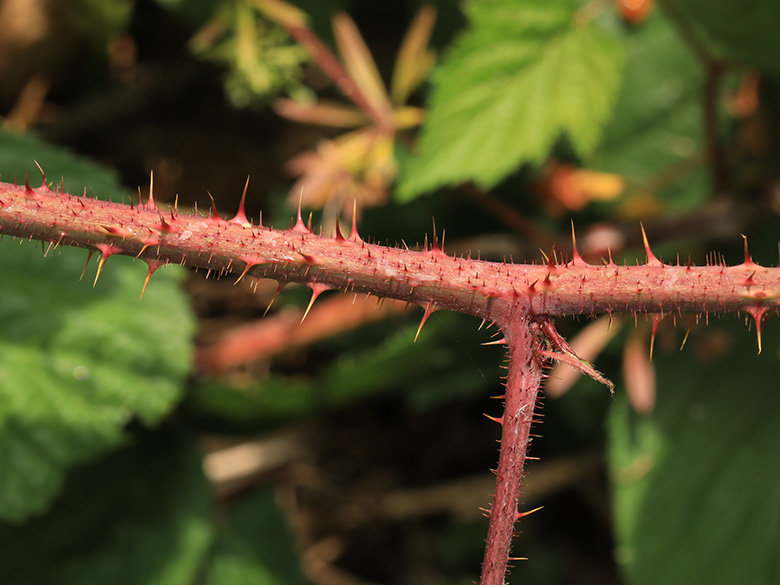 Rubus atrovinosus