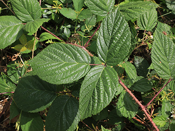 Rubus atrovinosus