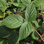 Rubus atrovinosus - Schwarzrotdrüsige Brombeere