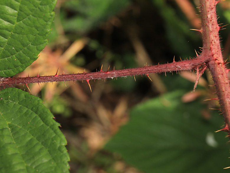 Rubus atrovinosus