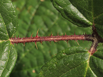Rubus atrovinosus