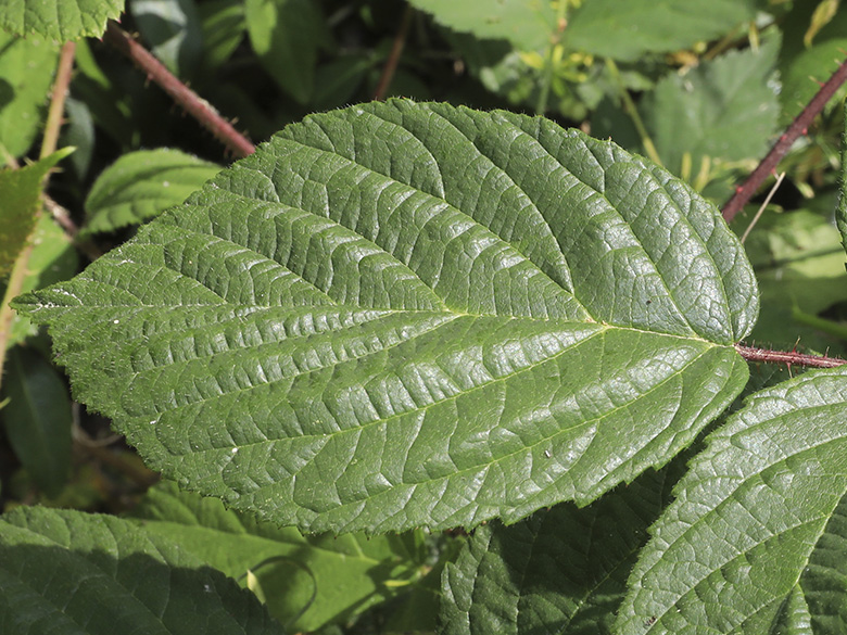 Rubus atrovinosus