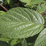Rubus atrovinosus - Schwarzrotdrüsige Brombeere