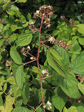 Rubus atrovinosus
