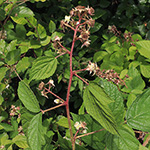 Rubus atrovinosus - Schwarzrotdrüsige Brombeere