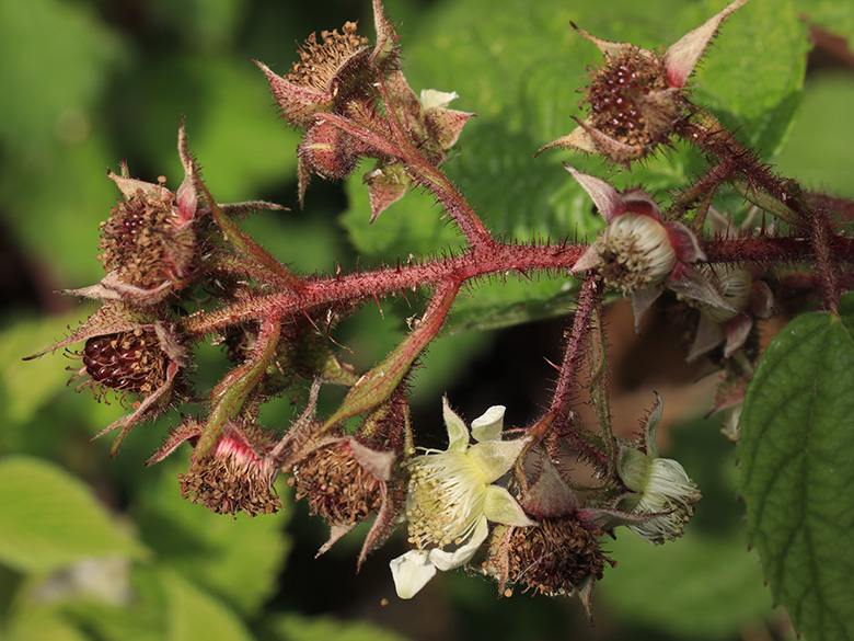 Rubus atrovinosus