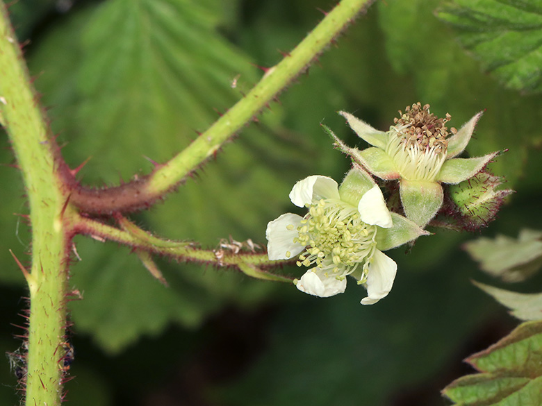 Rubus atrovinosus
