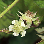 Rubus atrovinosus - Schwarzrotdrüsige Brombeere