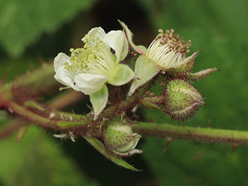Rubus atrovinosus