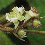 Rubus atrovinosus - Schwarzrotdrüsige Brombeere