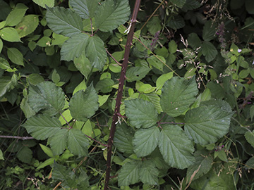 Rubus bifrons