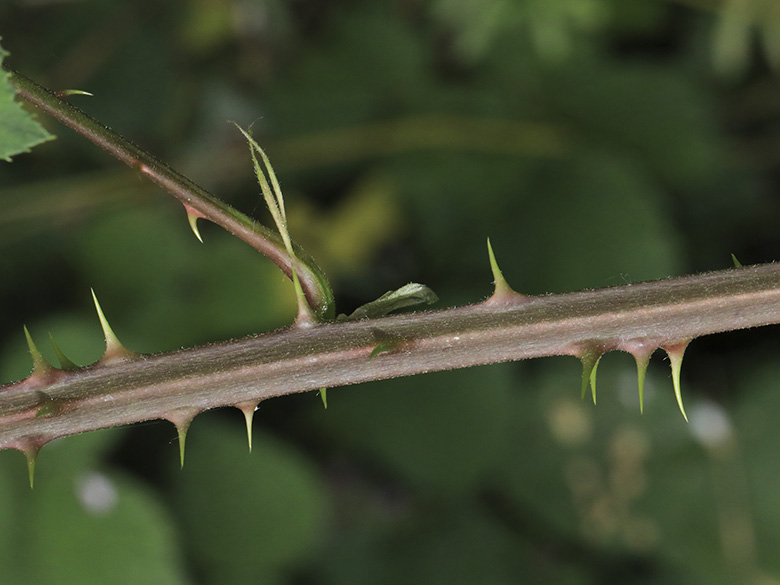 Rubus bifrons