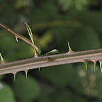 Rubus bifrons - Zweifarbige Brombeere