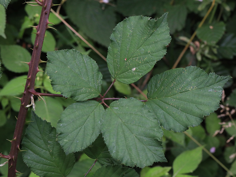 Rubus bifrons