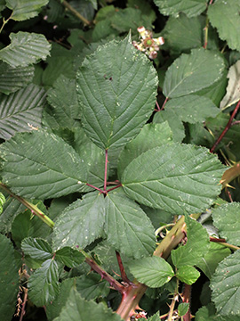 Rubus bifrons