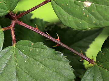Rubus bifrons