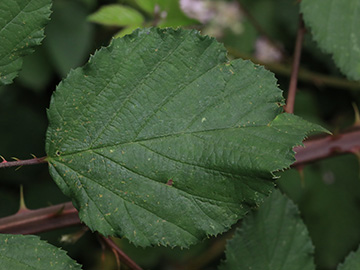 Rubus bifrons