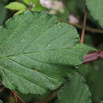 Rubus bifrons - Zweifarbige Brombeere