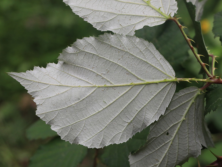 Rubus bifrons