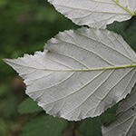 Rubus bifrons - Zweifarbige Brombeere