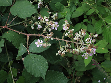 Rubus bifrons