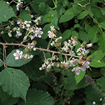 Rubus bifrons - Zweifarbige Brombeere