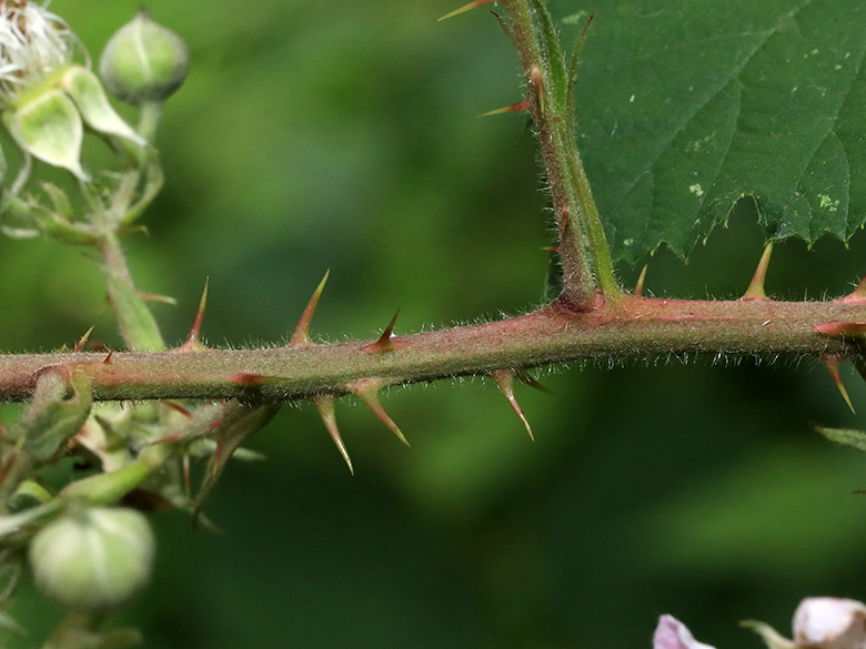 Rubus bifrons