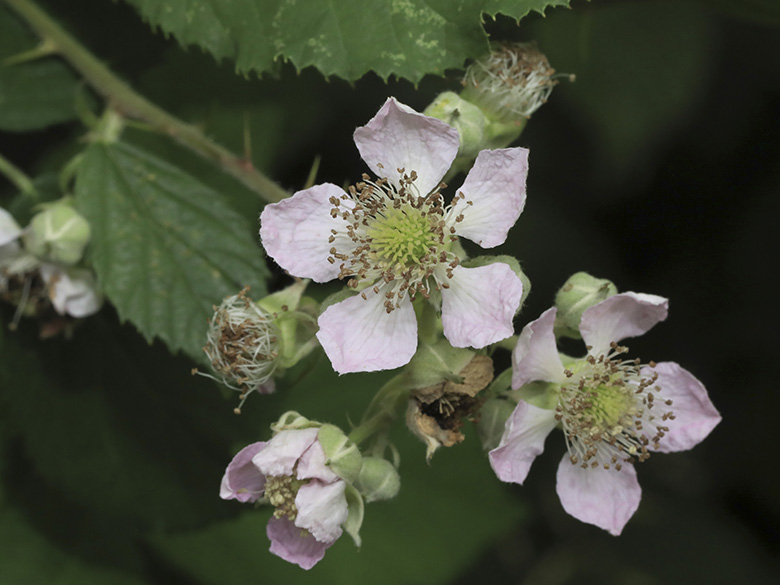 Rubus bifrons
