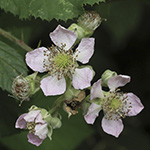 Rubus bifrons - Zweifarbige Brombeere