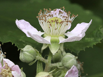 Rubus bifrons