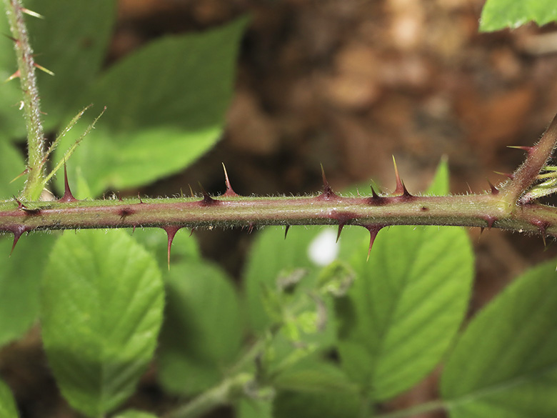 Rubus bombycinus