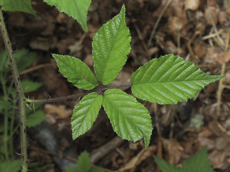 Rubus bombycinus