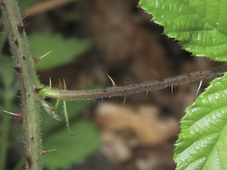 Rubus bombycinus