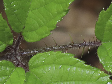 Rubus bombycinus