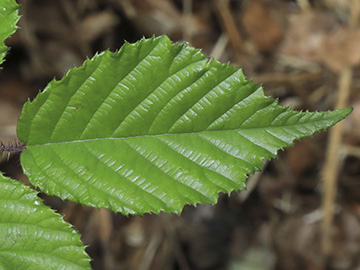 Rubus bombycinus