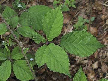 Rubus bombycinus