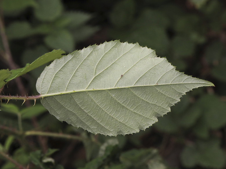 Rubus bombycinus