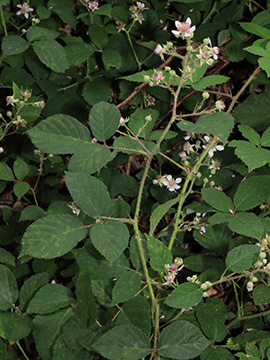 Rubus bombycinus