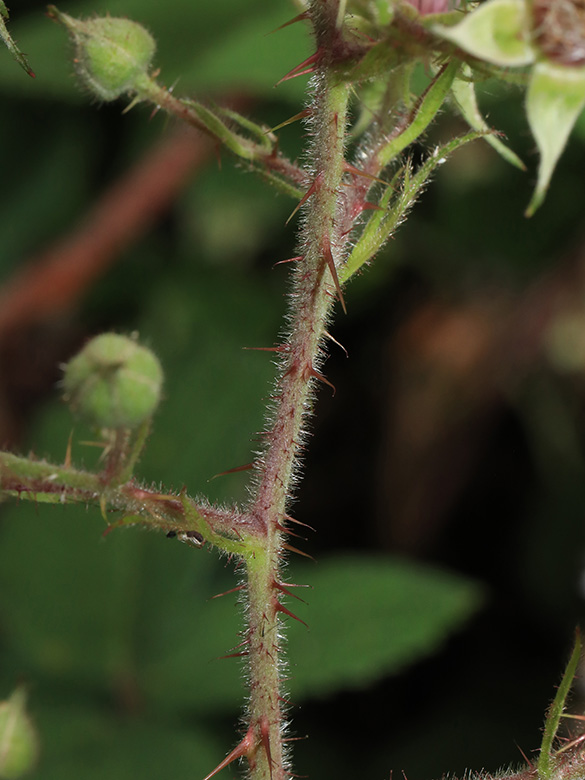 Rubus bombycinus